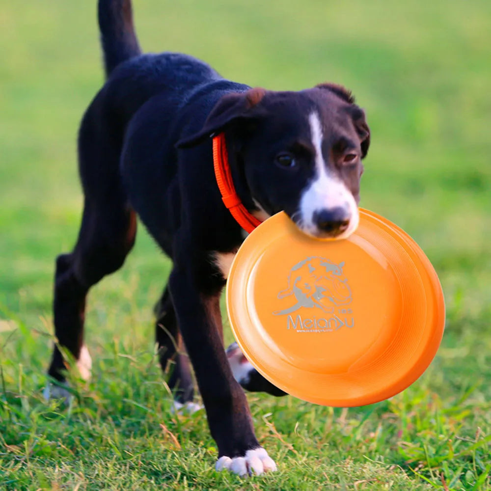 Dog Training Disc