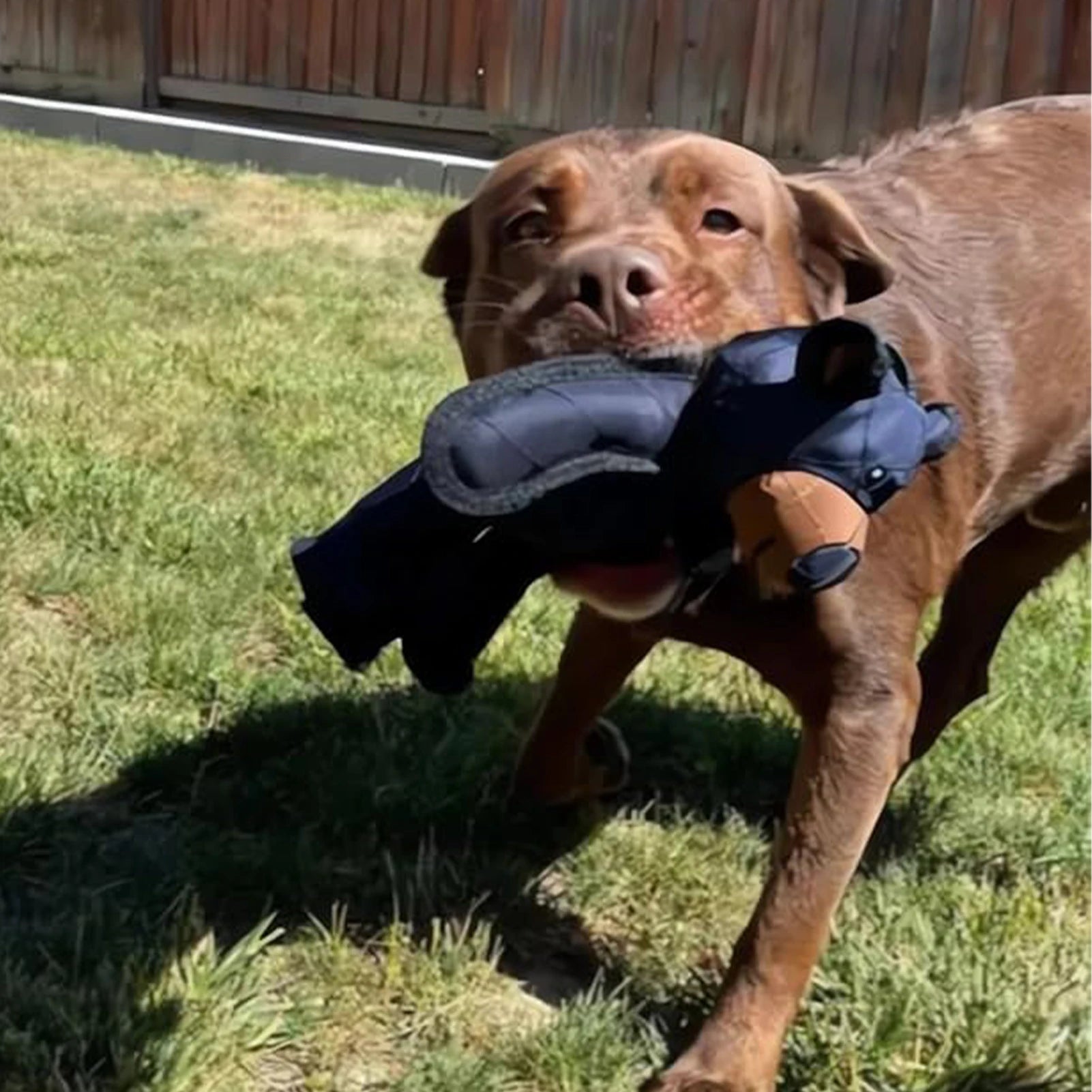 Squeaky Plush Bear Toy for Dogs