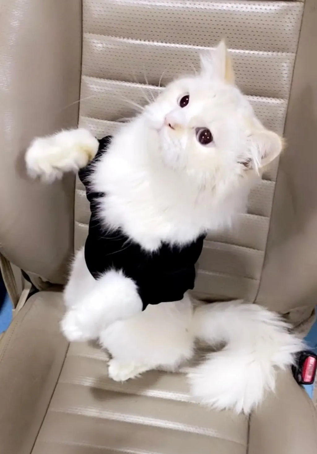 Fashion Cat Cool Clothes For Autumn Winter