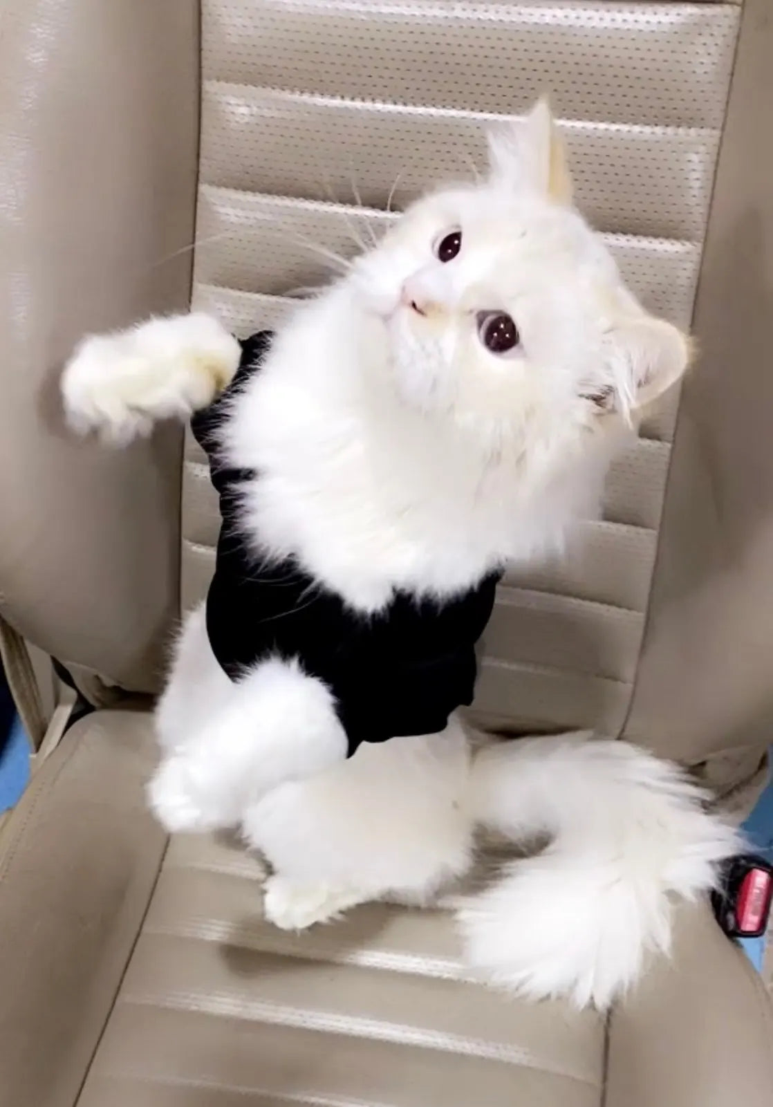 Fashion Cat Cool Clothes For Autumn Winter