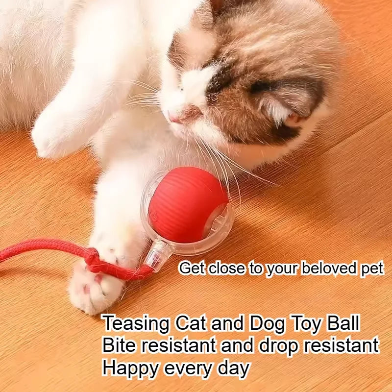 Dog and cat  ball with rope