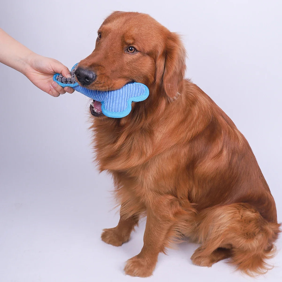 Plush Squeaky Bones Toys, Suitable For Dogs