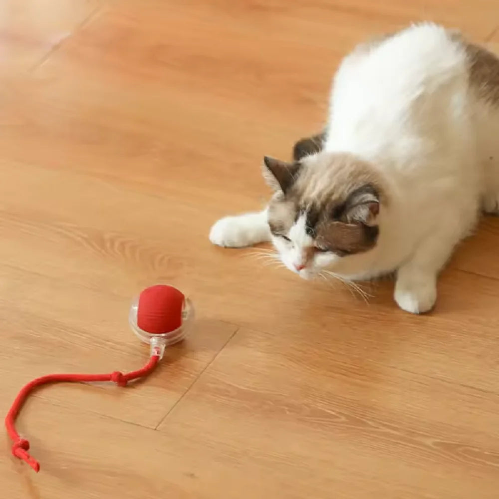 Dog and cat  ball with rope