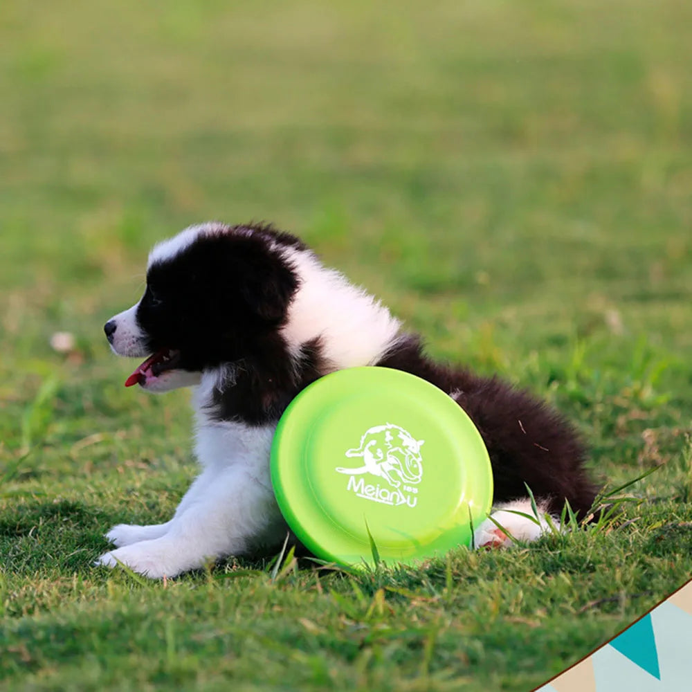 Dog Training Disc